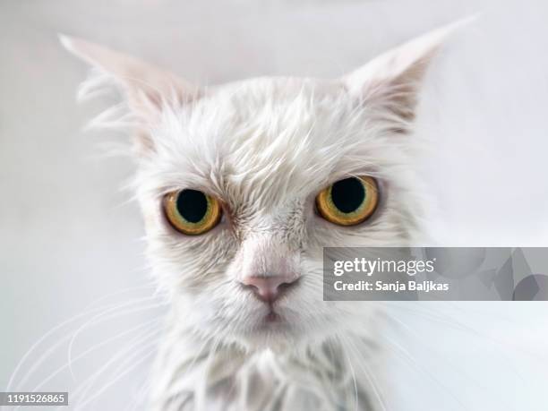 angry wet white cat - angry wet cat stock pictures, royalty-free photos & images