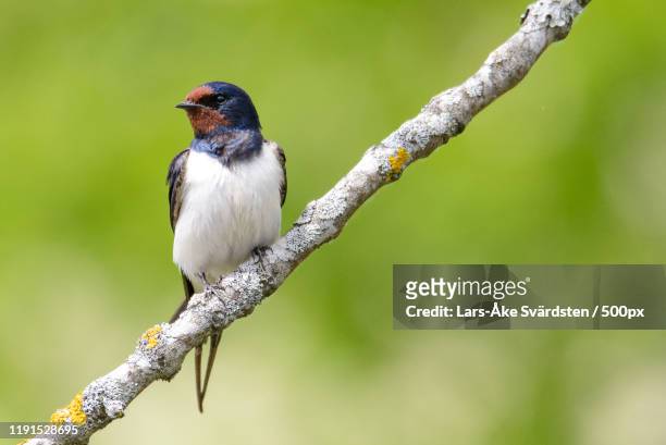 barn swallow perching on branch - hirondelle photos et images de collection