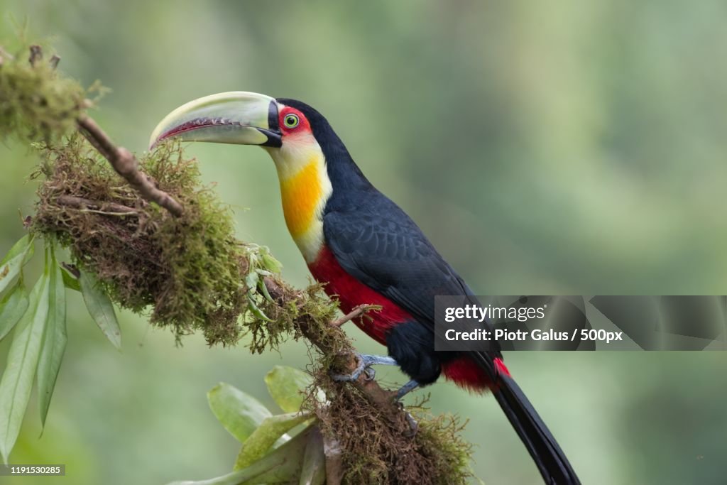 Side view of red-breasted Toucan (Ramphastos dicolorus)