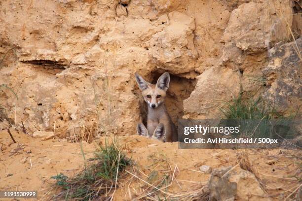 two fennec foxes coming out a den, israel - fennec fox stock pictures, royalty-free photos & images