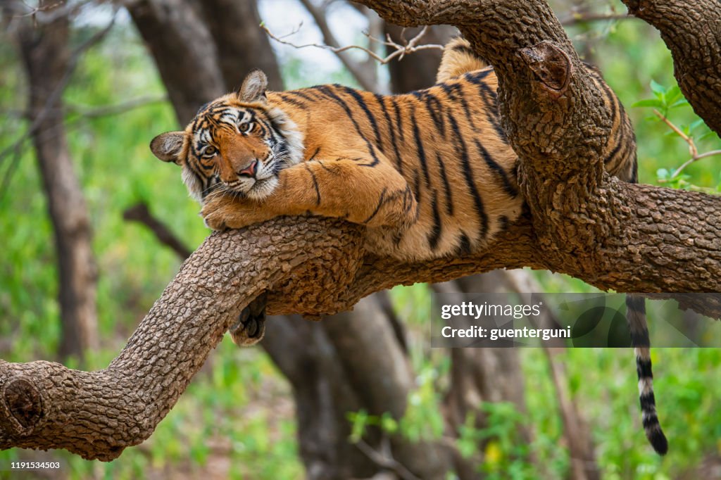 Bengaalse tijger (Panthera tigris tigris) op een boom, Wildlife schot