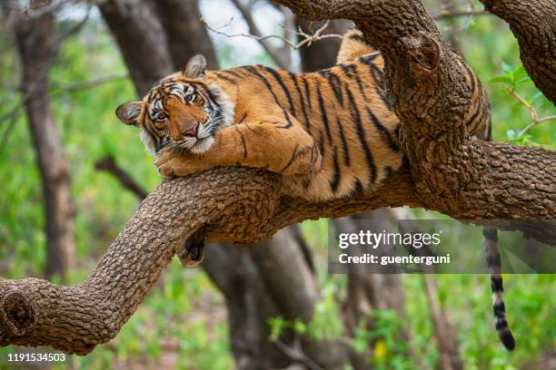 bengal tiger (panthera tigris tigris) on a tree, wildlife shot - tiger stock pictures, royalty-free photos & images