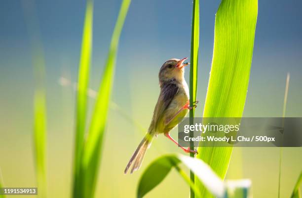 close up of a small warbler bird holding on to a green shoot and singing, macau, china - warbler stock pictures, royalty-free photos & images