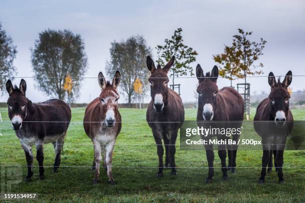 donkeys standing in row by fence in ebsdorfergrund, esel, germany - mules stockfoto's en -beelden