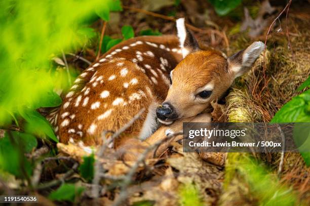 fawn lying curled up, canada - fawn young deer stock pictures, royalty-free photos & images