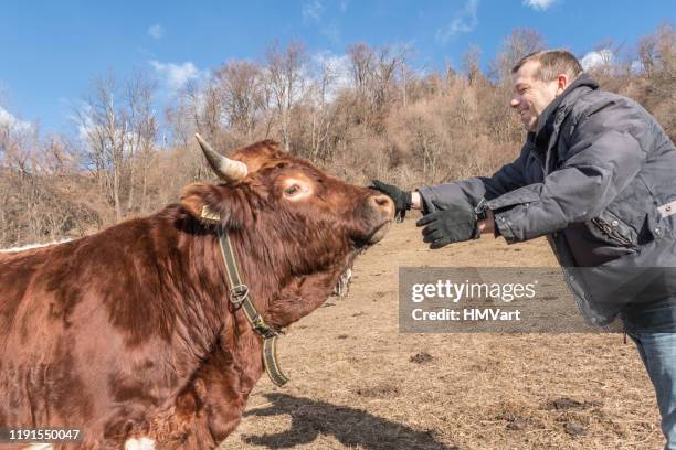 friendly cow in sunny winter alpine pasture - horned stock pictures, royalty-free photos & images