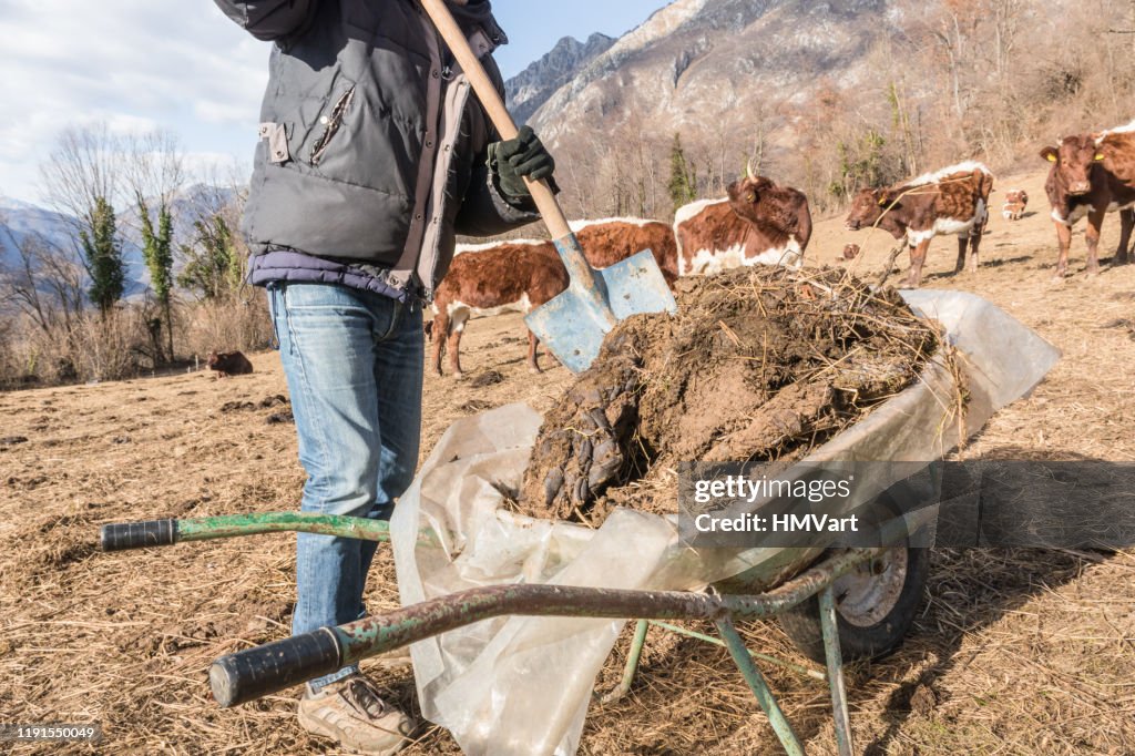 Farmer Working on Winter Pasture Picking Cow Dung While Cows Grazing Dry Grass