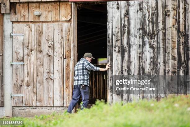 giovane uomo che apre la porta del fienile di legno per pasturing goats - foto d'archivio - fienile foto e immagini stock