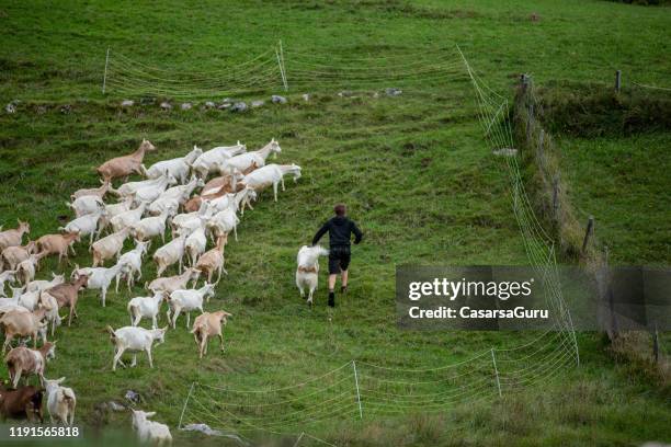 young male goatherder taking care of goat herd with his dog on the side of a hill - stock photo - chevre animal stock pictures, royalty-free photos & images