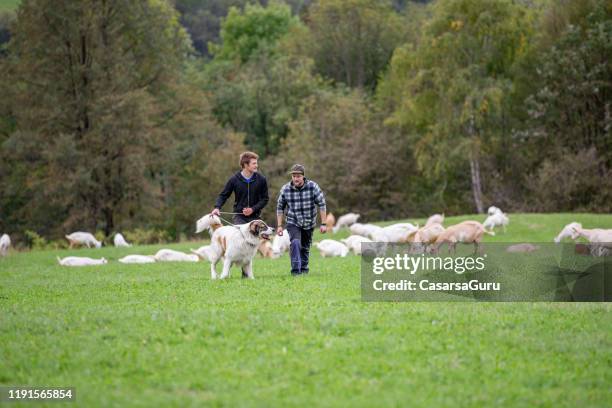 deux jeunes fermiers masculins gardant des chèvres sur la pâturage avec le grand chien de berger - photo de stock - herd photos et images de collection