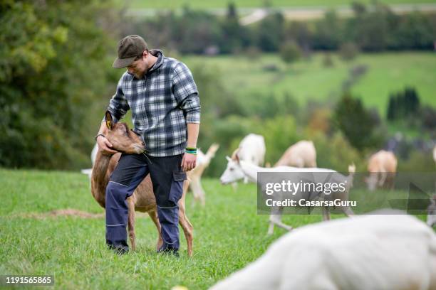 jeune berger prenant soin de son troupeau de chèvres - photo de stock - champs et lait photos et images de collection