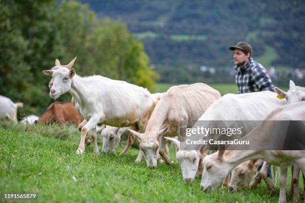 healthy goats enjoying feeding time on pasture with young farmer - stock photo - chevre animal stock pictures, royalty-free photos & images