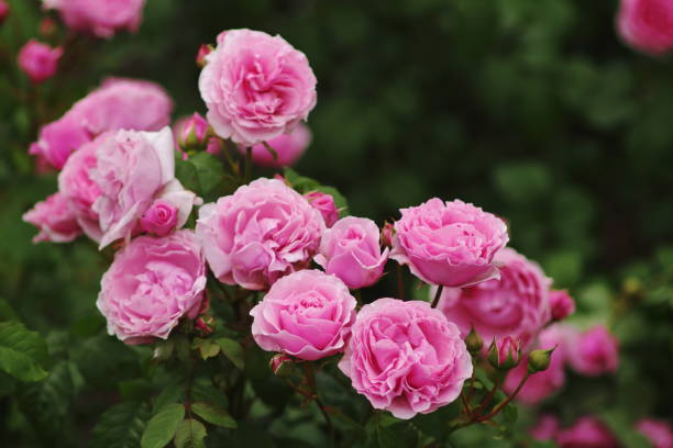 hybrid tea, shrub rose - princess claire of belgium( visbonpa) - rosiers photos et images de collection