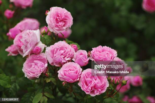 hybrid tea, shrub rose - princess claire of belgium( visbonpa) - rose thé hybride photos et images de collection