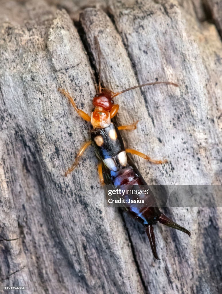 Forficula smyrnensis – earwig