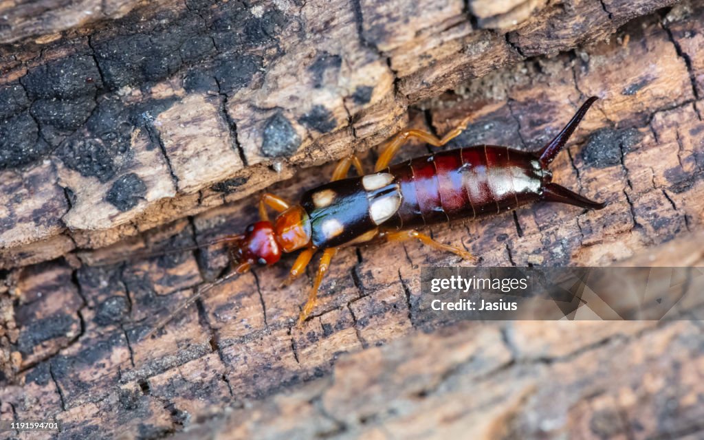 Forficula smyrnensis – earwig