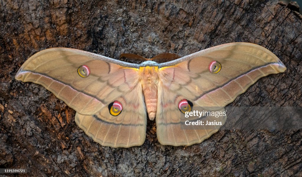 Antheraea yamamai – Japanese silk moth