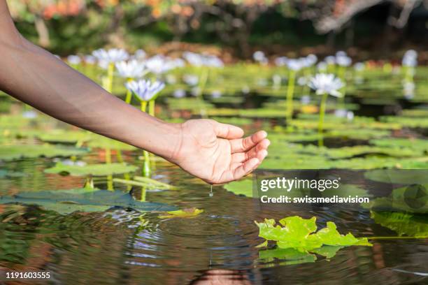 human hand cupped to catch water from pond with water lily - aquatic plant stock pictures, royalty-free photos & images