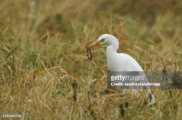 a fun shot of a rare cattle egret, bubulcus ibis, standing in a meadow with a long earthworm in its beak, which it has just caught and is about to eat. - cattle egret fotografías e imágenes de stock