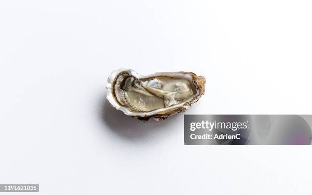 oyster isolated on a white background - oysters stockfoto's en -beelden