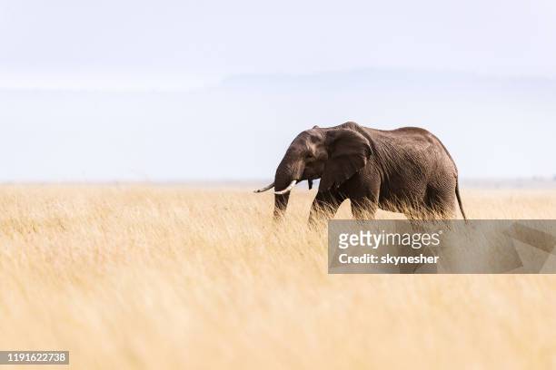 afrikanischer elefant, der in freier wildbahn spazieren geht. - einzelnes tier stock-fotos und bilder