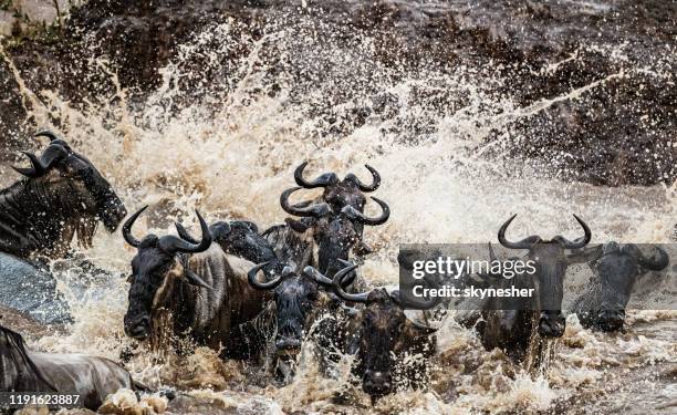 herd of wildebeest migrating across mara river. - wildebeest stampede stock pictures, royalty-free photos & images