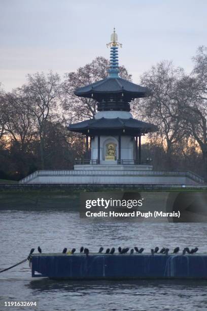 golden peace pagoda - battersea stock pictures, royalty-free photos & images