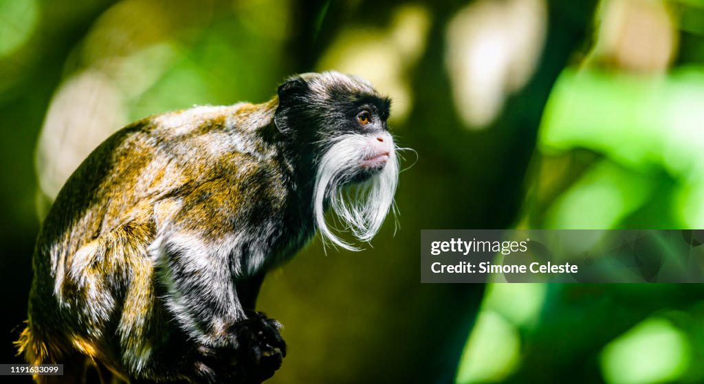 Emperor tamarin monkey, Perth, Australia