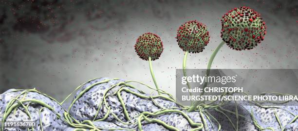 Funal Body Fungal Fruiting Body Photos and Premium High Res Pictures - Getty Images
