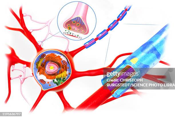 ilustraciones, imágenes clip art, dibujos animados e iconos de stock de nerve cell anatomy, illustration - mitocondria