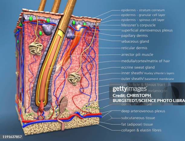 skin anatomy, illustration - 毛髮 身體部份 幅插畫檔、美工圖案、卡通及圖標