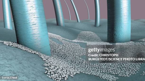 fungal skin infection, illustration - human skin close up stock illustrations