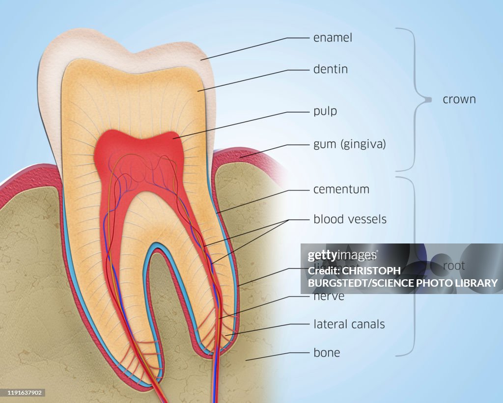 Tooth Image Tooth Anatomy Illustration High-Res Vector Graphic - Getty Images