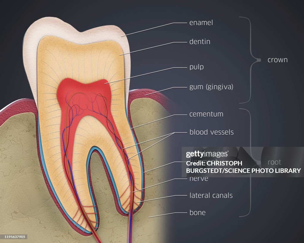 Tooth Image Tooth Anatomy Illustration High-Res Vector Graphic - Getty Images