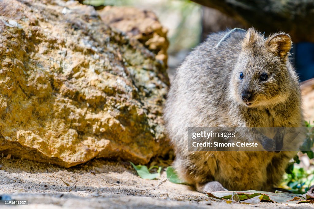 Quokka, Rottnest Island, Australia