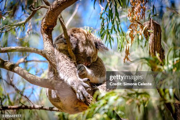 koala portrait, australia - kola photos et images de collection