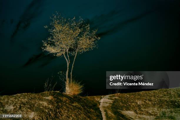 Inverted Tree Photos and Premium High Res Pictures - Getty Images
