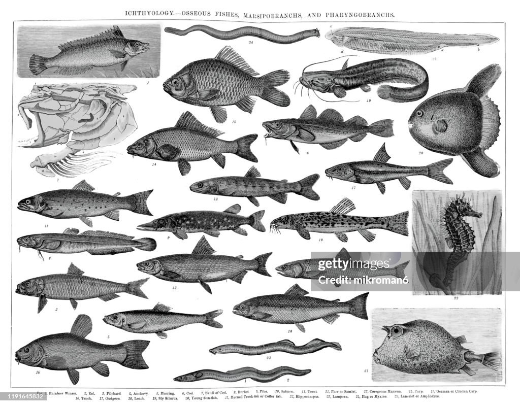 Species, Classification of Ichthyology - Osseous Fishes. Antique Illustration, Published 1894