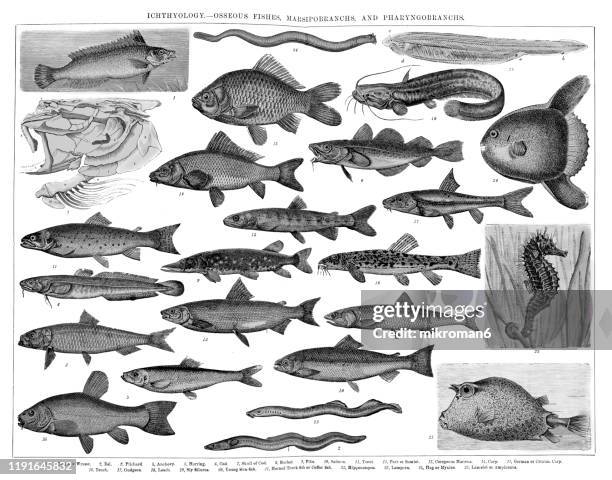 species, classification of ichthyology - osseous fishes. antique illustration, published 1894 - peixe lua peixe - fotografias e filmes do acervo