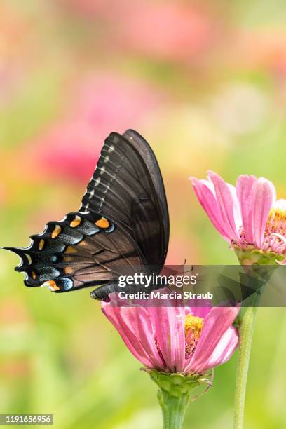 spicebush swallowtail  butterfly and a pink flower - spice swallowtail butterfly stock pictures, royalty-free photos & images