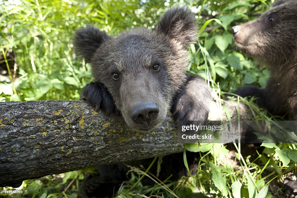 Brown bear