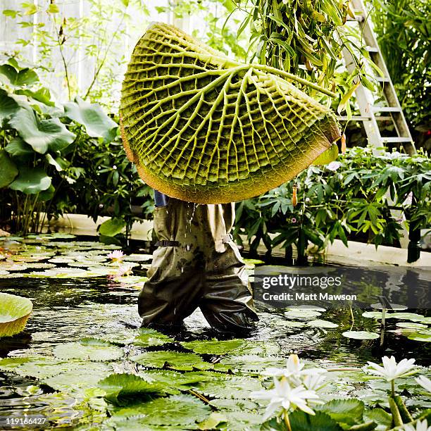 giant lily in kew botanical garden - botanist stock pictures, royalty-free photos & images