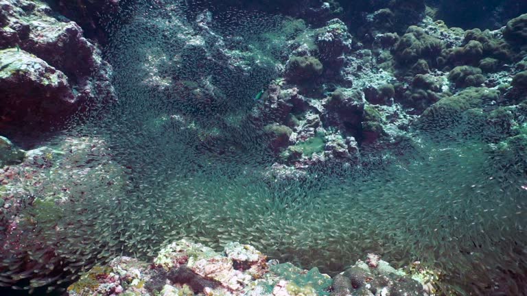 Fish Getting Hunted Selection (Biology) Videos and HD Footage - Getty Images