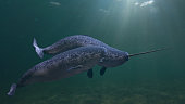 Narwhal couple, two Monodon monoceros swimming together in the ocean (3d rendering)