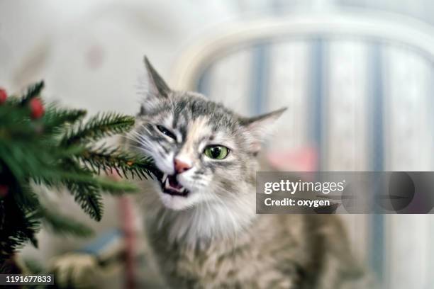 cute funny gray cat bites a сhristmas tree - christmas kit stock-fotos und bilder