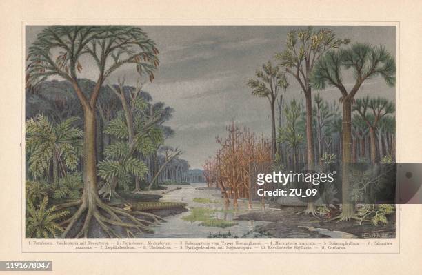 plants of the hard coal time, chromolithograph, published in 1899 - swamp illustration stock illustrations