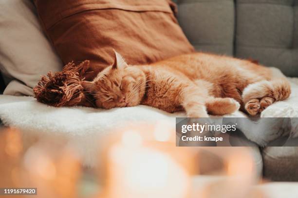 schattige kat ontspannen in sofa in kaarslicht cozy home - rode kat stockfoto's en -beelden