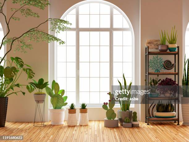 groene planten en bloemen met raam - cactus plant stockfoto's en -beelden