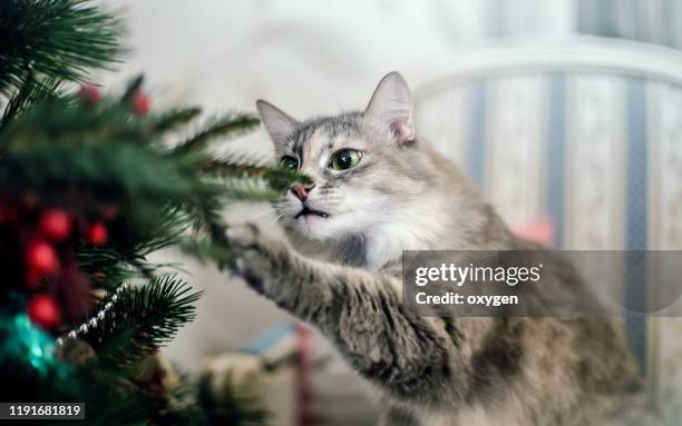 cute funny gray cat bites a сhristmas tree - feline stockfoto's en -beelden