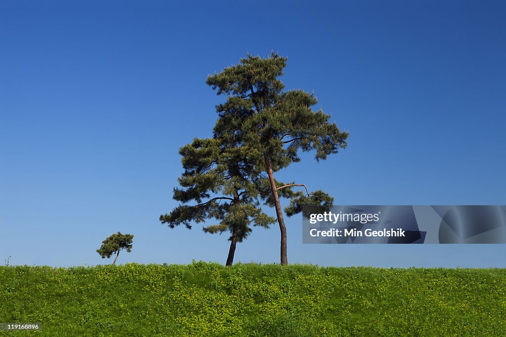 Pine trees on field